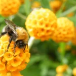 Пчёлы и колибри пьют алкоголь из нектара