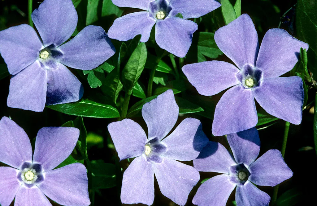 Periwinkle упростил запуск соцсетей на AT Protocol