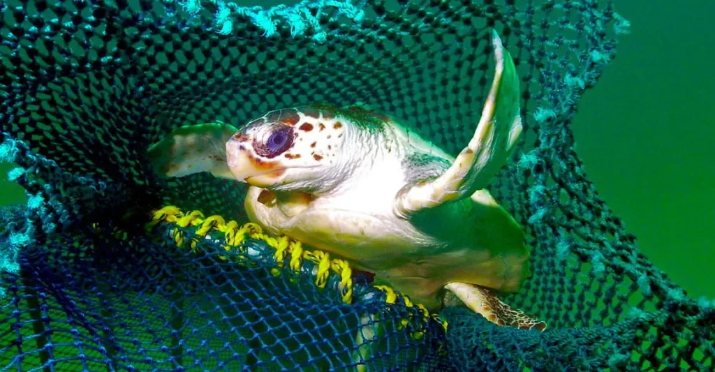 Новые технологии уменьшают bycatch черепах — исследование