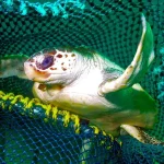 Новые технологии уменьшают bycatch черепах — исследование