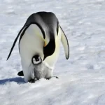 Microsoft обновила драйвер WSL для Linux — улучшения графики