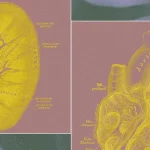Стартап R3 Bio — органные мешки как альтернатива тестам на животных