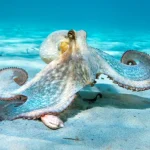 Старейший фоссильный осьминог оказался наутилоидом