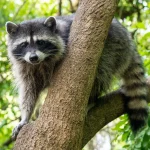 Ubuntu 26.04 «Resolute Raccoon» убирает Xorg