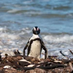 Linux убирает 15 устаревших драйверов и 30 000 строк кода