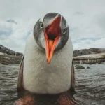 Уязвимость ядра Linux открыла доступ к root-файлам без привилегий