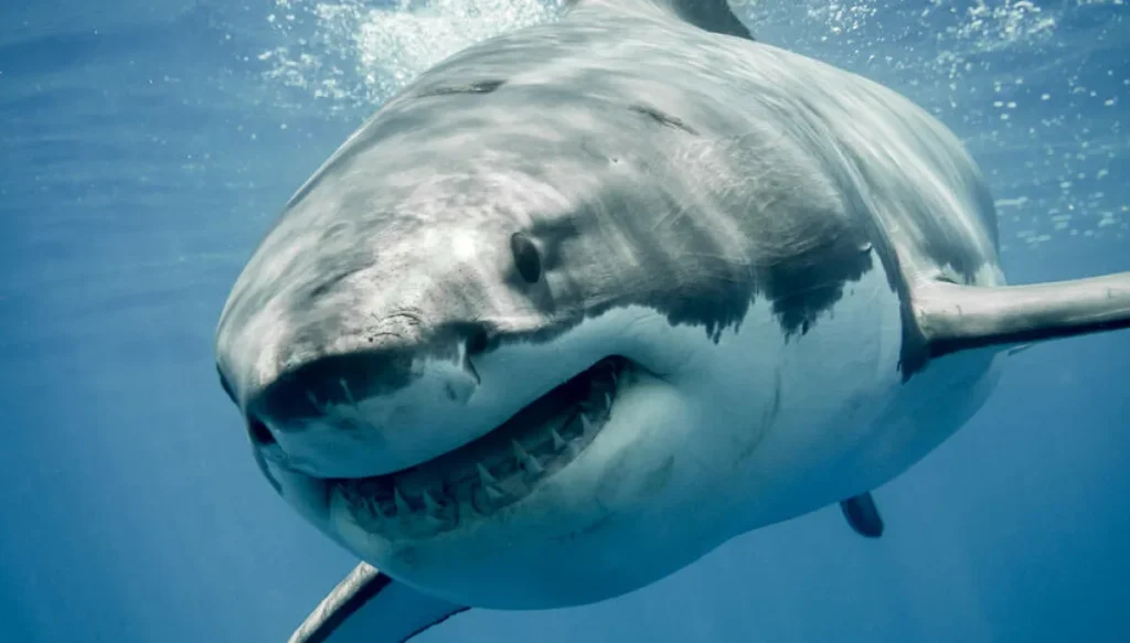 Атака Megalodon затронула более 5,5 тыс. репозиториев GitHub
