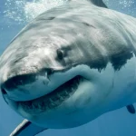 Атака Megalodon затронула более 5,5 тыс. репозиториев GitHub