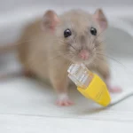 Ratty — эмулятор терминала с 3D-графикой