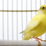 Канада применяет канарейки для защиты выборных данных и безопасности