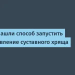 Регенерация суставного хряща — breakthrough из Стэнфорда