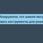 Шмели освоили использование инструментов