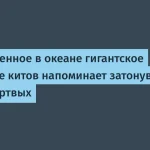 Учёные нашли кладбище китов длиной 1200 км с 485 останками