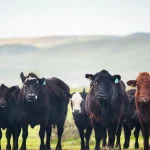Калифорнийская программа утилизации метана: ущерб для климата