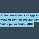 Механизм восстановления рибосомной ДНК исследован учеными