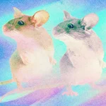 Ученые создали женских клонов мышей — новые перспективы