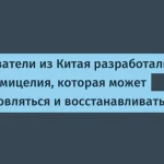 Китайские ученые создали мицелий для самообновляющейся ткани