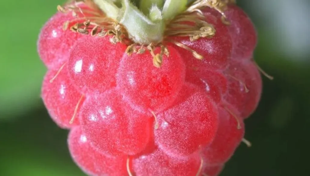Raspberry Pi Desktop вернул старые ПК в рабочий строй