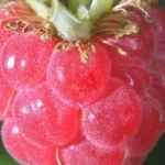 Raspberry Pi Desktop вернул старые ПК в рабочий строй